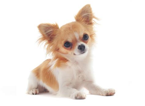 #1 | Chihuahua Puppies For Sale In Florida | Uptown Puppies