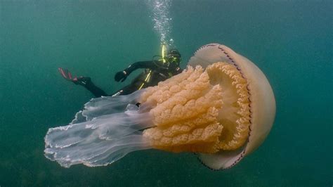 Enorme bloemkoolkwal gespot in het Kanaal | RTL Nieuws