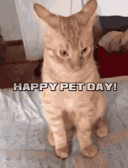 Happy Pet Day Cats GIF - Happy Pet Day Cats Funny Animals - Discover ...