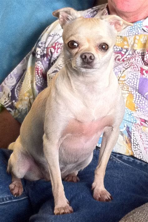 Ask Lucy: Why Does My Chihuahua Growl At Me? | All My Chihuahuas