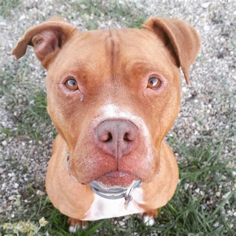 75+ Pitbull Amstaff Red Nose Picture - Codepromos