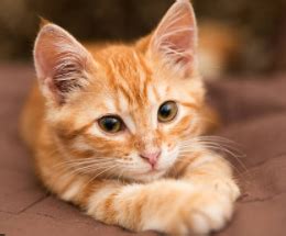 The Difference Between Orange Cats & Tabby Cats? — Saving Orphan Souls Rescue