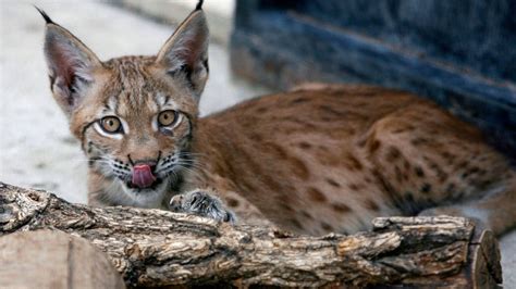 El lince boreal habitó en el norte de la península ibérica hasta hace ...