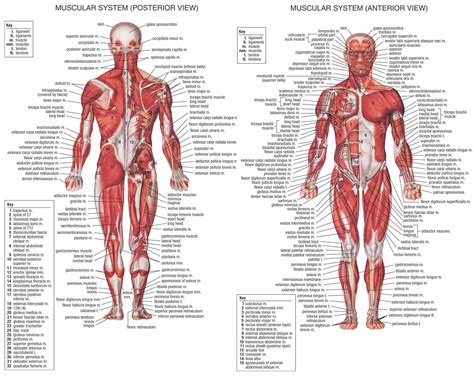 Anatomy Of The Human Body Muscles | Anatomy Picture Reference and Health News