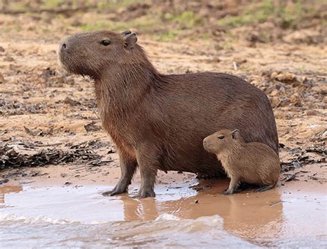 Chuột Lang Nước Giá Bao Nhiêu Hiện Nay? Mẹo Nuôi Chuột? - Chamhamster