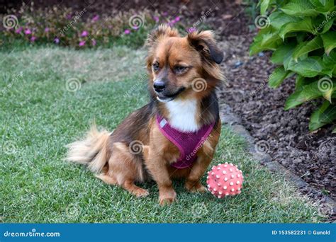 Dog Guards His Squeaky Toy Ball Stock Image - Image of ball, mammals: 153582231