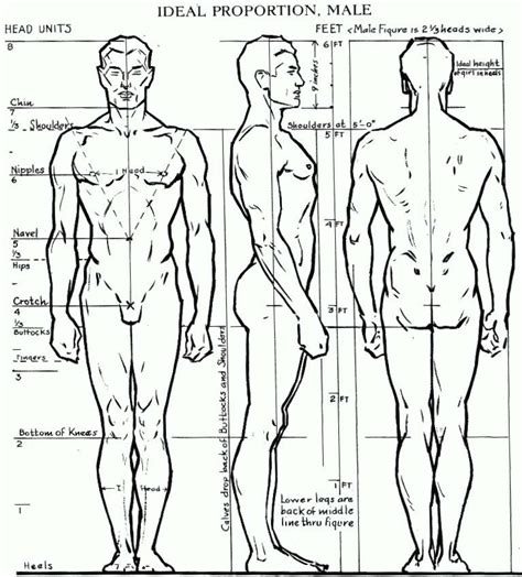 Proportions of the Human Figure : How to Draw the Human Figure in the ...