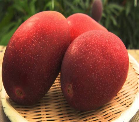 Miyazaki Mango – Greenlandsnursery