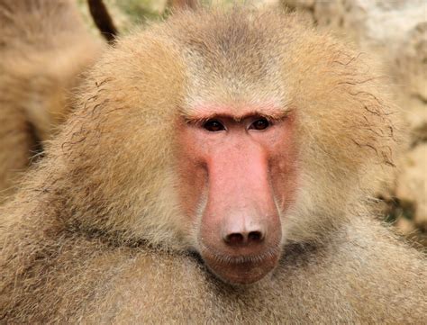 25 Interesting And Fun Facts About Baboons - Tons Of Facts