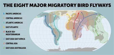 World Migratory Bird Day - Officers Pulse