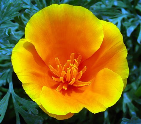 California Golden Poppy - State Flower - Eschscholzia cali… | Flickr