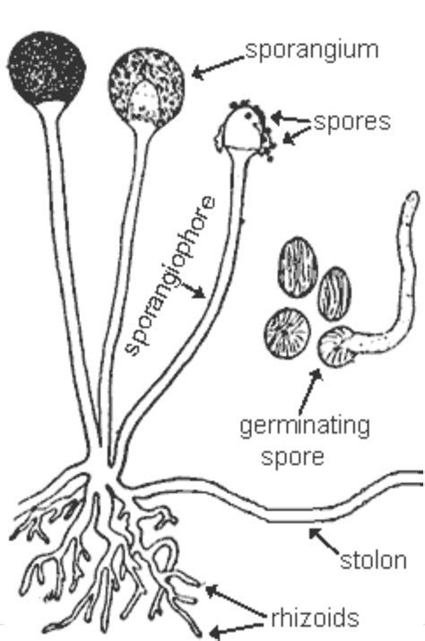 Rhizoid and Rhizomorph: Awww it seems confusing! : Plantlet