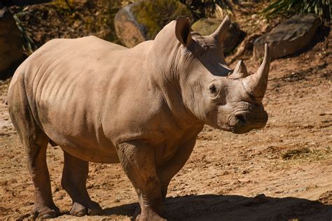 Images Of Rhinos