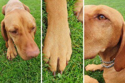 Hungarian Vizsla Colors: A Guide To Standard Vizsla Coat Colors | It's A Vizsla