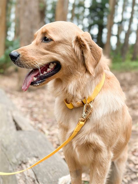 Dandelion Yellow Dog Collar | Waterproof Quick Release Collar ...