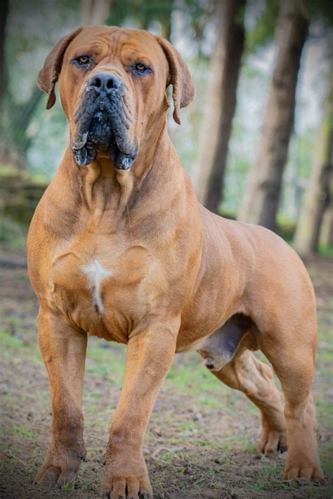 30++ Boerboel puppies for sale ideas