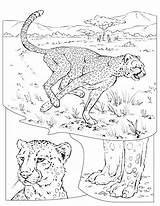 Cheetah coloring Pages To Download And print For free sketch template