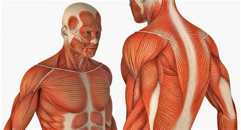 3D model Anatomy Male Muscular System Rigged | 3D Molier International