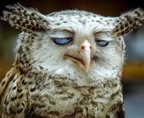 animaux | Funny owls, Funny birds, Bird memes