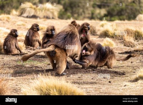 big males of endemic animal Gelada monkey fighting for female with with opened mouth showing ...