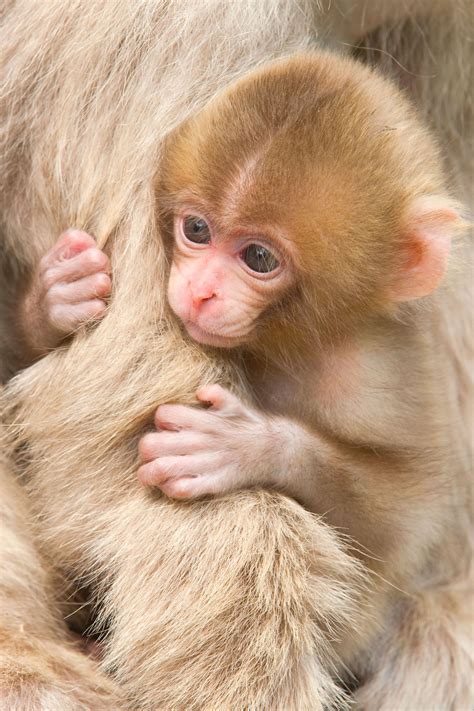 Japanese Macaque Baby