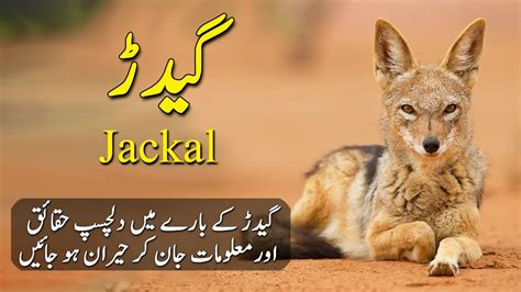 Amazing Facts and Documentary About Jackals in Hindi/Urdu | Gidar | Animal Adventurer - YouTube