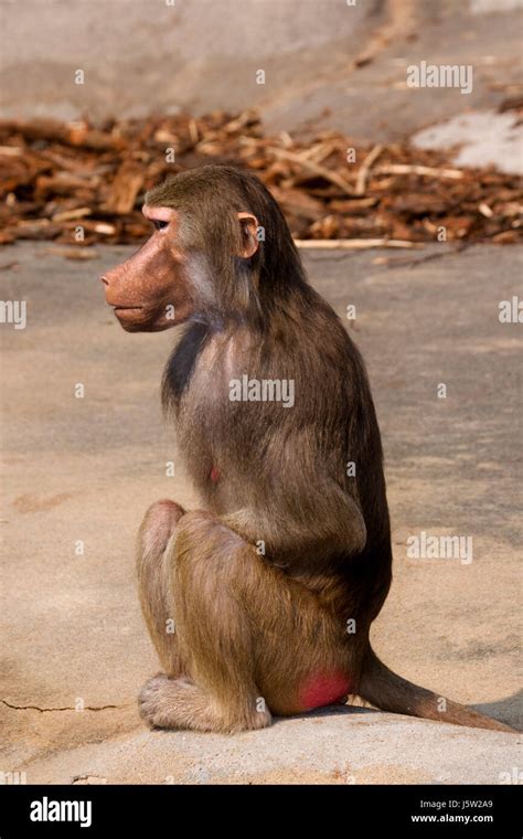 mammal monkey baboon legs mammal mouth eye organ hairs skin nose tail ...