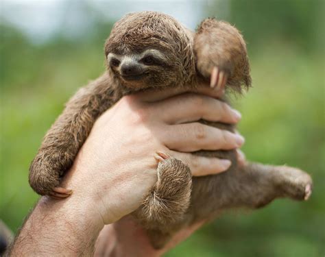 three toed sloth on Tumblr | Cute baby sloths, Baby sloth, Baby animals ...