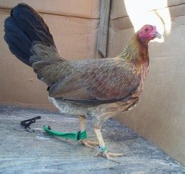 Kelso Game Bird For Sale - Alouise Game Farm - Best Gamefowl Ever