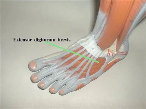 Extensor digitorum brevis muscle - Origin, Insertion, Function