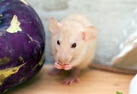 What to Do If You Find Rat or Mouse Droppings - Termiguard