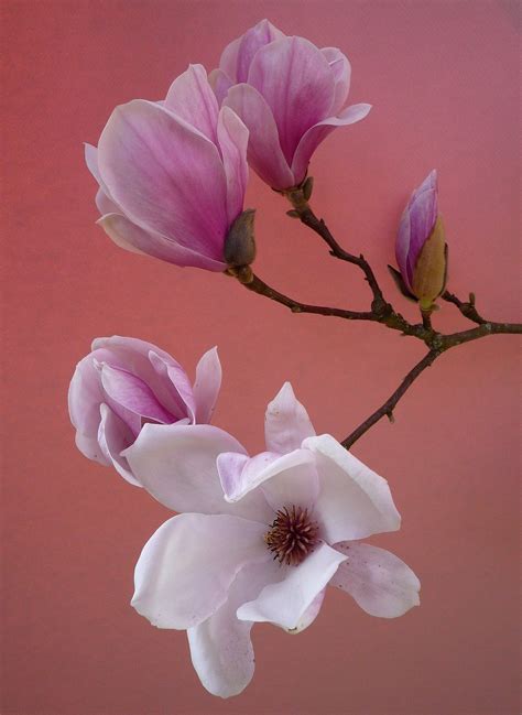 Flor Magnolia, Magnolia Flower, Magnolia Branch, Flower Drawing, Flower ...