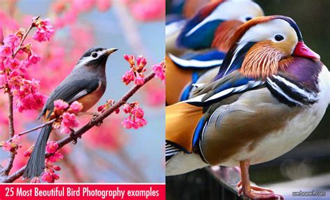 25 Most Beautiful Bird Photography examples and Tips for photographers