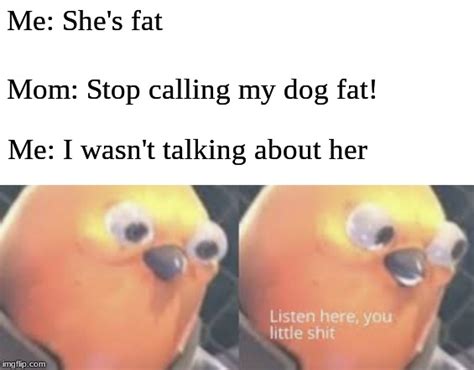 Listen here you little shit bird Memes - Imgflip