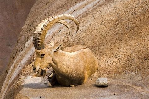 Ibex Resting Horns Herbivore Mammal Photo Background And Picture For ...