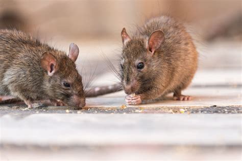 Baby Rats Then And Now