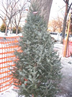 Canaan Fir - BSA Troop 212 Christmas Tree Lot