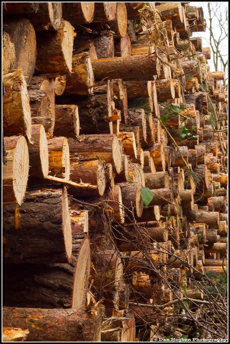 Forest Harvesting (20) | Harvesting Objectives Logging is, o… | Flickr