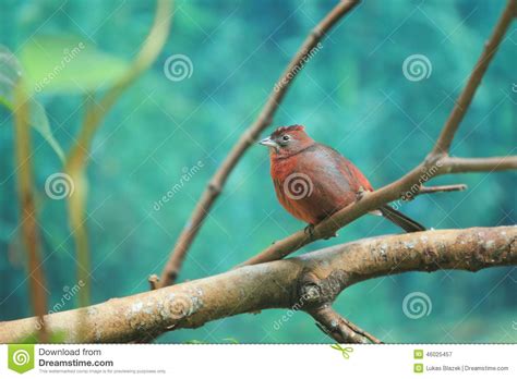 Pileated finch stock image. Image of bird, coryphospingus - 46025457