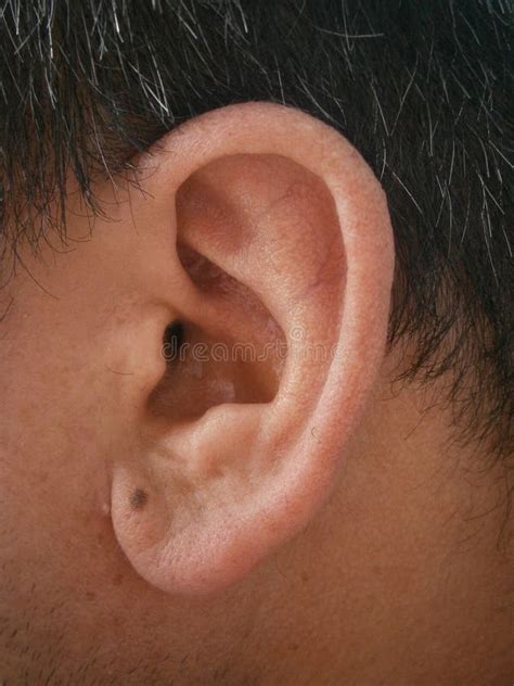 Healthy Side View of the Ear Stock Photo - Image of caucasian, closeup ...