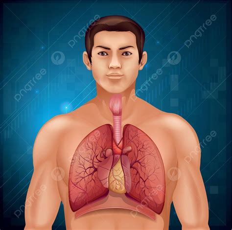 Human Respiratory System Medicine Inhale Biology Vector, Medicine, Inhale, Biology PNG and ...