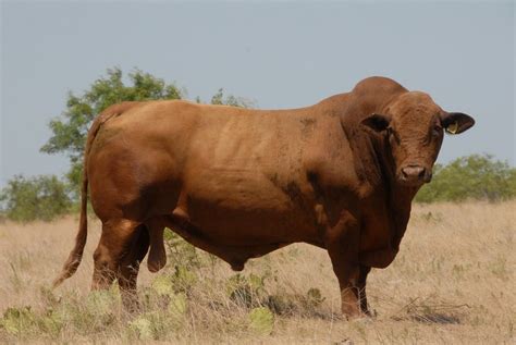 Beefmaster Cattle: Key Insights and Benefits for Efficient Farming