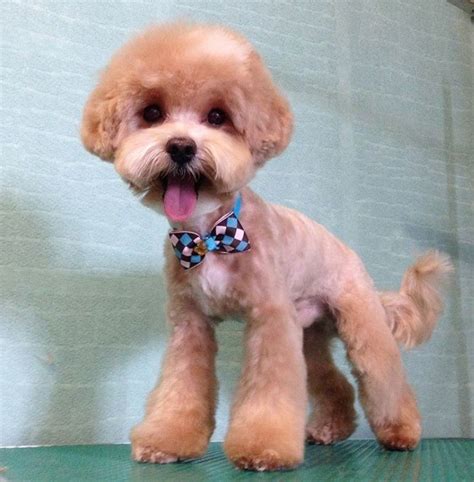 15 best maltipoo haircuts for your puppy – Artofit