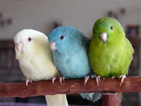 WARNING: BUDGERIGAR PARAKEETS right here! Budgerigar Parakeets Tips & Guide!