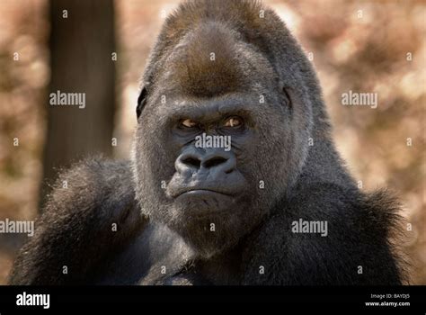 Close-up of lowland Gorilla's face with glaring eyes Stock Photo - Alamy