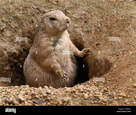 Prairie Dog Burrows | Joss Wallpapers