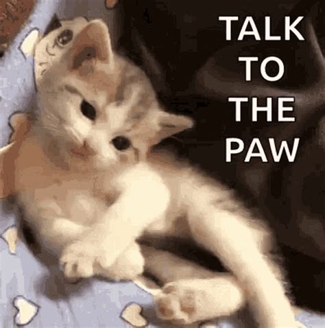 Sassy Funny GIF - Sassy Funny Cat - Discover & Share GIFs