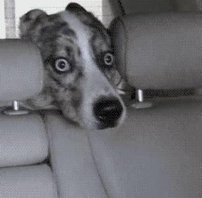 Surprised Dog GIF by Rover.com - Find & Share on GIPHY