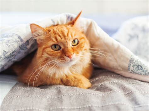 300 Orange Cat Names - Parade Pets