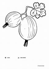 Gooseberry coloring page ♥ Online And Print Free sketch template